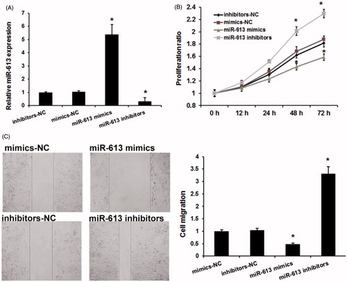 Figure 2. miR-613 repressed gastric cancer cells proliferation and migration. (A), The effects of miR-613 mimics and miR-613 inhibitors on miR-613 expression. (B), MTT assay detected the effects of miR-613 on gastric cancer cell proliferation. (C), Wound-healing assay detected the effects of miR-613 on gastric cancer cell migration. Data are presented as means ± SD from three independent experiments. *p < .01 versus NC group.