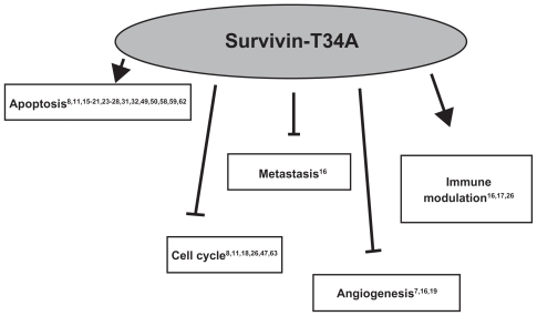 Figure 3 Survivin-T34A has therapeutic potential, as it has been shown to induce apoptosis and immune modulation while reducing angiogenesis, metastasis, and cell cycle progression in survivin-expressing cells.