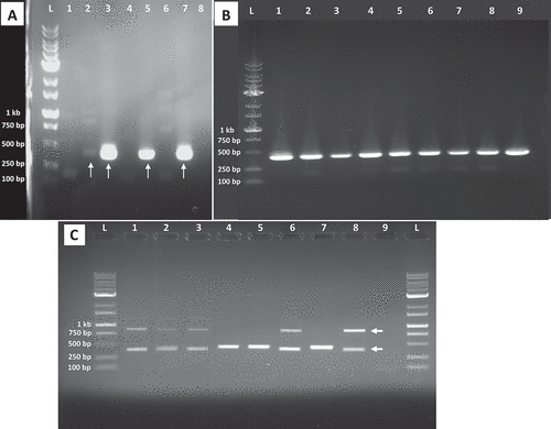 Fig. 4 PCR analysis for presence of Agrobacterium in cannabis tissue samples using primers iaaH-F2 and iaaH-R1. (a) Lane L = 1 kb Plus DNA ladder; lane 1 = root gall sample A; lane 2 = crown gall sample C; lane 3 = ATCC 15955 positive control; lane 4 = cannabis genotype WHR negative control; lane 5 = artificially inoculated gall using ATCC 15955 on genotype CPH; lane 6 = cannabis genotype CPH negative control; lane 7 = artificially inoculated gall using ATCC 15955 on genotype SWD; lane 8 = cannabis genotype SWD negative control. Red arrows indicate sequences that were identified as Agrobacterium using NCBI BLAST. (b) Lane L = 1 kb Plus DNA ladder; lane 1 = ATCC 15955 positive control; lane 2 = artificially inoculated gall using ATCC 15955 on genotype CPH; lanes 3–8 = galls on stems from 6 different cuttings of genotype PNK; lane 9 = artificially inoculated gall using ATCC 15955 on genotype SWD. (c) PCR analysis using primers iaaH-F10 and iaaH-R10. Lanes 1 and 2 = root gall sample A; lane 3 = crown gall sample C of genotype WHR; lanes 4 and 5 = ATCC 15955 positive control; lanes 6 and 7 = cannabis genotype WHR negative control; lanes 8 and 9 = artificially inoculated gall using ATCC 15955 on genotype CPH; lanes 10 and 11 = cannabis genotype CPH negative control; lanes 12 and 13 = artificially inoculated gall using ATCC 15955 on genotype SWD; and lanes 14 and 15 = cannabis genotype CPH negative control. The red arrows indicate the size of highly amplified bands between positive and negative samples.
