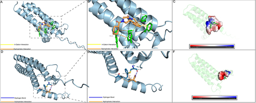 Figure 7 Drugs’ molecular docking mode of binding to their targets. (A and B) Binding mode of Praziquantel to PLP2. (C) PyMOL software provided a three-dimensional view of the binding pockets. (D and E) Binding mode of Ethosuximide to PLP2. (F) PyMOL software provided a three-dimensional view of the binding pockets.