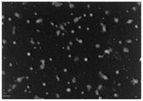 Figure 7 Microscopic characterization of polyethylene glycol hydrogel-coated magnetic iron oxide nanoparticles with an illumination period of 20 seconds: scanning electron microscopy image (scale bar: 200 nm) (20 kV; magnification: 75 KX).