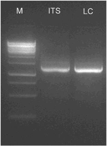 Figure 1. Polymerase chain reaction (PCR) amplification of rDNA by internal transcribed spacer (ITS) universal primers and polyketide synthase gene by the LC1–LC2c set of degenerate primers from Phomopsis liquidambaris CBR-18. Lanes: M = 100 bp DNA ladder; ITS = ITS1 and ITS4 universal primers; LC = LC1 and LC2c degenerate primers.