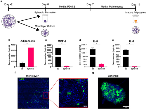 Figure 3. Differentiating MSCs within a spheroid format yields greater adiponectin production without creating a pro-inflammatory environment. (a) To assess the implications of culture format on adipogenic potential, MSCs were differentiated via monolayer or spheroid format briefly described in the schematic. (b) Adiponectin, (c) MCP-1, (d) IL-8, and (e) IL-6 production were quantified by ELISA. Representative fluorescent images adipocytes differentiated within (f) monolayer and (g) spheroid formats with nuclei stained with Hoechst 33,342 (blue) and lipids stained with BODIPY 493/503 (green). Bars represent mean and error bars are SD, N = 3. Unpaired t-test, * designates a significant difference of p < 0.05 between monolayer and spheroid conditions.