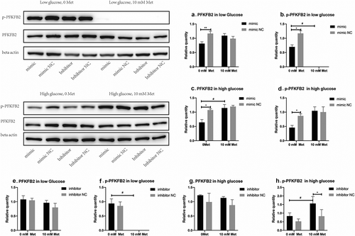 Figure 4. Effects of miR-210-5p mimic combined with or without metformin on the expression of PFKFB2 and p-PFKFB2 in PANC-1 cells.