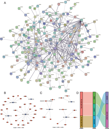 Figure 6 Network construction. (A) PPI network of target genes; (B) miRNA–mRNA interaction network; (C) miRNA–lncRNA interaction network; (D) ceRNA network.
