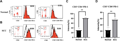 Figure 4 Flow cytometric analysis of CD3+CD4+ PD-1 and CD3+CD8+ PD-1 expression in peripheral blood T cells of normal and cSCC patients. (A) peripheral blood T cells of normal persons. (B) peripheral blood T cells of cSCC. (C) Statistical analysis of flow cytometry results showed abnormally high expression of CD3+CD4+ PD-1 in peripheral blood T cells of patients with cSCC.(*P<0.05;**P<0.01). (D) Statistical analysis of flow cytometry results showed abnormally high expression of CD3+CD8+ PD-1 in peripheral blood T cells of patients with skin squamous cell carcinoma. (**P<0.01).