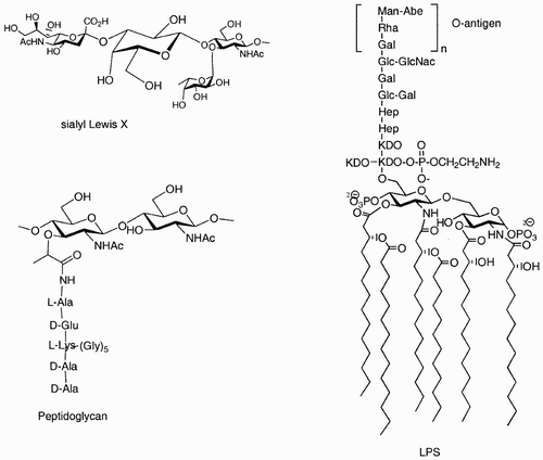 Figure 1: Examples of how nature exploits carbohydrates as scaffolds that link other sugars, lipids, peptides, and phosphates in well‐defined positions and orientations.