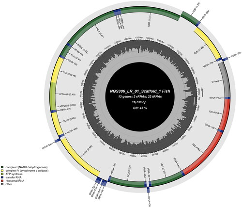 Figure 2. Map of Labeo rajasthanicus mitochondrial genome of 16,738 bp representing 13 protein-coding genes, 22 tRNA genes, two rRNA genes, and a 1069 bp long control region or D-loop.