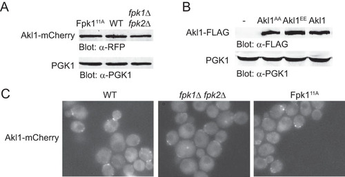 FIG 5 Fpk1 phosphorylation does not affect the stability or localization of Akl1. (A) Extracts from cells expressing Akl1-mCherry (YFR437), Fpk111A Akl1-mCherry (YFR468) (Fpk111A is hyperactive because no longer submitted to negative regulation by Gin4 [Citation31]), and fpk1Δ fpk2Δ Akl1-mCherry (YFR469) were resolved by standard SDS-PAGE and analyzed by immunoblotting with anti-RFP antibodies. (B) Extracts from cells expressing Akl1-3×FLAG (YFR474-A), Fpk111A-3×FLAG (YFR475-A), and Akl1EE-3×FLAG (YFR476-A) were resolved by SDS-PAGE and analyzed by immunoblotting with anti-FLAG antibodies. (C) The same strains as in panel A were examined by fluorescence microscopy.
