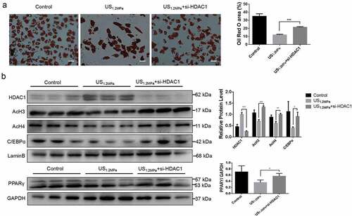 Figure 5. Down-regulation of HDAC1 by siRNA reverses the effects of LIPUS on adipogenic differentiation. Preadipocytes were treated with LIPUS combined with the si-HDAC1. (a) The effects of HDAC1 inhibition by si-RNA on preadipocyte differentiation after LIPUS treatment were evaluated by the oil red O staining. (b) The effects of HDAC1 inhibition by si-RNA on protein levels of PPARγ, C/EBPα, HDAC1, AcH3 and AcH4 after LIPUS treatment were assessed by western blotting. Quantification of indicated proteins normalized to lamin B(HDAC1, C/EBPα, AcH3 and AcH4) or GAPDH(PPARγ). All values are expressed as the mean ± SEM of three independent trials. Data were analyzed with independent t test. * p< 0.05, ** p< 0.01, *** p< 0.001. Bar: 50 μm.