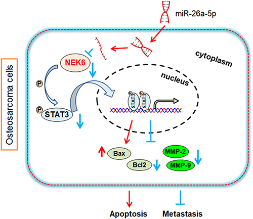 Figure 9 Predictive mechanism diagram of NEK6 in osteosarcoma. NEK6 promotes the progression of osteosarcoma through activating STAT3 signaling pathway by down-regulation of miR-26a-5p.