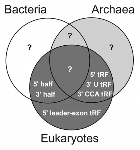 Figure 2. Distribution of tRNA pieces among the three domains of life. A Venn diagram illustrates the verified presence of the various tRNA-derived RNA pieces in prokaryotes (bacteria and archaea) and eukaryotes. Note that the absence of a particular tRNA fragment species in one of the domains does not necessarily imply its absence rather than it reflects our current experimental insight.