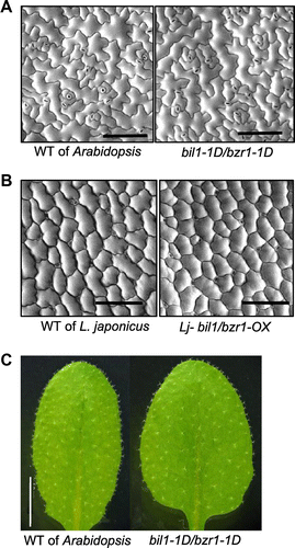Fig. 4. The epidermal cells and the trichomes on the leaf surfaces of Arabidopsis and L. japonicus are not affected by BIL1/BZR1 over-expression.Notes: (A) and (B) SEM images of the epidermal cells of the leaf surfaces. Scale bar, 100 μm. (A) 30-day-old Arabidopsis WT and bil1-1D/bzr1-1D plants and (B) 50-day-old L. japonicus WT and Lj-bil1/bzr1-OX plants. (C) Rosette leaves of three-week-old Arabidopsis WT and bil1-1D/bzr1-1D plants. Scale bar, 5.0 mm.