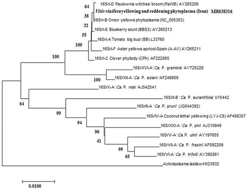 Fig. 3 Neighbour-joining phylogenetic tree based on the 1.2 kb 16S rDNA sequence of KVvY (GenBank accession number MH638316) and those of selected phytoplasma strains from GenBank. A. laidlawii was used as an outgroup. GenBank accession numbers are shown on the right of phytoplasma strains. Numbers on branches are bootstrap values of 1000 replicates.