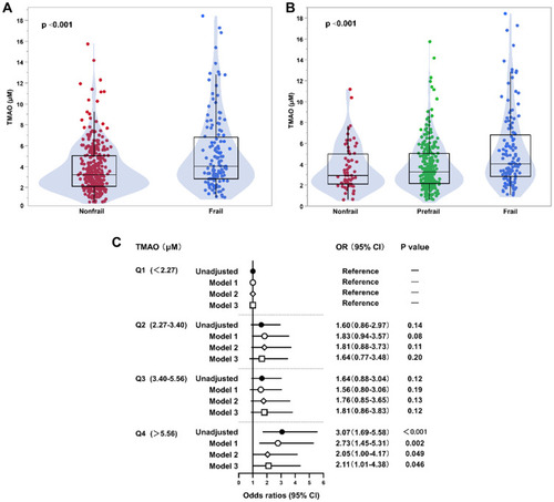 Figure 2 Association of TMAO levels with frailty in older adults with cardiovascular disease. (A) Box-Whisker-Violin plots of TMAO levels among older participants without and with frailty. (B) Box-Whisker-Violin plots of TMAO levels among nonfrail, prefrail and frail participants. (C) Forrest plots illustrating the odds of frailty among older participants according to quartiles of TMAO levels. Frailty was categorized into nonfrail and frail groups. Symbols represent the odds ratios (ORs), and the 5–95% confidence intervals (CIs) are indicated by line length. ORs and 95% CIs were calculated using binary logistic regression with adjustments. Model 1: age, sex, body mass index; Model 2: Model 1 plus history of diabetes, chronic kidney disease, prior stroke, and peripheral arterial disease; Model 3: Model 2 plus left ventricular ejection fraction, high-sensitivity C-reactive protein, and low-density lipoprotein cholesterol.