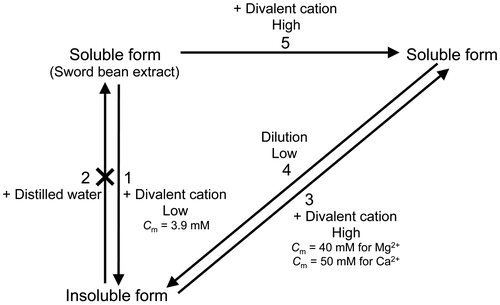 Fig. 7. Schematic representation of canavalin solubility.