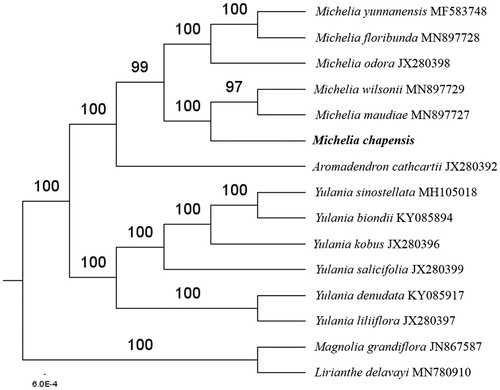 Figure 1. The maximum-likelihood tree based on the thirteen chloroplast genomes of the tribe Michelieae in the family Magnoliaceae. The bootstrap value based on 1000 replicates is shown on each node.