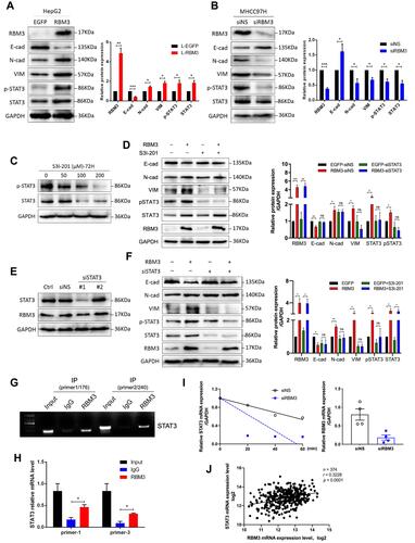 Figure 4 STAT3 signaling pathway is involved in RBM3-induced EMT. (A and B) Western blotting analysis of the expression of EMT-related factors, total STAT3 and STAT3 phosphorylation in HepG2-EGFP/RBM3 cells and MHCC97H cells transfected with non-specific siRNA or RBM3-specific siRNA. siRNA was added to MHCC97H cells for 6 hours, and total protein was collected after incubating 48 hours. (C) Western blotting analysis of the inhibitory efficiency of phosphorylation of STAT3 by S3I-201. The concentrations were 0, 50, 100 and 200 μM. Total protein was collected after treating with S3I-201 for 72 hours. (D) Western blotting analysis of the expression of EMT-related factors, total STAT3 and STAT3 phosphorylation in total cell lysates prepared from HepG2-EGFP and HepG2-RBM3 cells treated with 50 μM S3I-201 for 72 hours. (E) Western blotting analysis of the knockdown efficiency of two STAT3-specific siRNAs on STAT3 expression in HepG2 cells. siRNA was added to HepG2 cells for 6 hours, and total protein was collected after 72 hours. (F) Western blotting analysis of indicted proteins in HepG2-EGFP and HepG2-RBM3 cells transfected with non-specific siRNA or STAT3-siRNA for 72 hours. (G) RT-PCR of RIP products verified the binding capacity of RBM3 to STAT3 mRNA in HepG2-RBM3 cells. (H) qRT-PCR of RIP products further confirmed the binding capacity of RBM3 to the mRNA of STAT3 (n=3). (I) Stability of STAT3 mRNA was analyzed by qRT-PCR. After transfection with non-specific siRNA or RBM3-siRNA for 48 hours, MHCC97H cells were treated with 5 μM actinomycin D for 0, 20, 40 and 60 min, and total RNA was collected at certain time. Results are the mean from three independent experiments. (J) Correlation of RBM3 and STAT3 in HCC patients (n=374) from TCGA database. Pearson correlation analysis was used. Relative levels of E-cadherin, N-cadherin, Vimentin, p-STAT3 and total STAT3 were quantitatively analyzed using Image J. Relative p-STAT3 level was the ratio of STAT3 phosphorylation to total STAT3, the relative levels of other proteins were the ratio to GAPDH. Results are the mean ± SEM (error bar) from three independent experiments. *P < 0.05, **P < 0.01, ***P < 0.001.