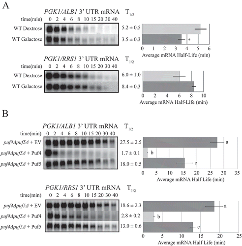 Figure 2. Reporter mRNAs are not stabilized in galactose, while Puf protein overexpression rescues rapid decay. Decay analyses are shown of reporter constructs PGK1-ALB1 3ʹ UTR and PGK1-RRS1 3ʹ UTR in (a) the WT strain in the presence of dextrose or galactose, or (b) in the double puf4Δ/puf5Δ deletion strain containing an empty vector (EV) or a vector overexpressing Puf4p or Puf5p. Representative Northern blots are in the left panels, with average half-life (T1/2) listed to the right of each blot, and a graphical representation of the average half-lives in the right panels. Minutes following transcriptional repression at time 0 are indicated above the blots. Error bars represent SEM (n ≥ 3). The asterisk in (a) indicates a significant difference as determined by Student’s t-Test (p ≤ 0.05). The letters next to the bar graph in (b) indicate significant differences as determined by one-way ANOVA with Tukey’s post-hoc test (PGK1-ALB1, p ≤ 0.005; PGK1-RRS1, p ≤ 0.05).