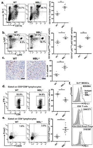 Figure 3. MBL deficiency causes elevation of MDSCs in tumor tissue.Representative plots (left panel) and statistical analysis (right panel) of (a) MDSCs (CD11b+Gr-1+), (b) G-MDSCs (CD11b+Ly6ClowLy6G+) and M-MDSCs (CD11b+Ly6ChighLy6G−) frequency in tumor tissue of WT or MBL–/– mice were analyzed by flow cytometry. (c) Analysis of Gr-1 positive MDSCs in tumor tissues by immunohistochemistry (each dot represents the average of 10 HPFs). Scale bars, 50 μm. The percentages represent the cell frequency in CD45+ cells. The percentages of (d) IFN-γ+CD8+ cells gated on CD3+CD8+ T cells and (e) Tregs (CD25+Foxp3+ cells) frequency gated on CD4+ cell in tumor tissues of tumor-bearing mice were analyzed by flow cytometry. (f) Representative histogram showed immue-checkpoint molecule PD-L1 expression on MDSCs and PD-1 expression on CD3+CD8+ T cells and Tregs in tumor tissue of WT or MBL–/– mice. The numerical values represent the mean fluorescence intensity (MFI, WT/MBL–/–). Data are presented as means ± SEM (horizontal lines). *, P < 0.05; **, P < 0.01. The data representative of three independent experiments with similar results are shown.