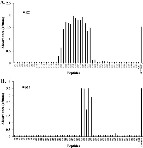 Figure 4. Epitope mapping of mAb M7 and pAb R2 in synthesized peptides. (A) and (B) To perform peptide scanning, 52 peptides designed with rpS3 (185-243) were synthesized with overlapping 15mer-long peptides and 14mer amino acids. Epitope mapping of (A) mAb M7 and (B) pAb R2 in the synthesized peptides was performed using direct ELISA. Synthesized peptides were coated on a 96-well plate at a concentration of 10 μg/mL and incubated at 4°C for overnight. This was blocked with 4% BSA in 0.1% PBST (400 μL/well) the next day at 37°C for 1 h. After washing four times with 0.1% PBST (400 μL/well), 4% BSA in PBST (400 μL/well) was blocked at 37°C for 1 h. In addition, washed with 0.1% PBST (400 μL/well) for four times. And pAb R2 (2 μg/mL, 100 μL/well) and mAb M7 (16 μg/mL, 100 μL/well) were used as primary antibodies and incubated at 37°C for 1 h 30 min. Thereafter, 0.1% PBST (400 μL/well) was washed four times, and the secondary antibodies rIgG-HRP (pAb R2; 100 μL/well) and mIgG-HRP (mAb M7; 100 μL/well) was diluted 1:5000 in 0.1% PBST and incubated at 37°C for 1 h. After washing four times with 0.1% PBST (400 μL/well), reacting TMB substrate (100 μL/well) at 37°C for 5 min, treatment with STOP solution (100 μL/well) and it was measured in the ELISA reader of 450 nm. GST was used as a negative control, and GST-S3-P was used as a positive control.