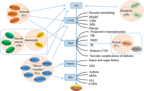 Figure 1 Relationship between endothelial cells inflammation models and related diseases.