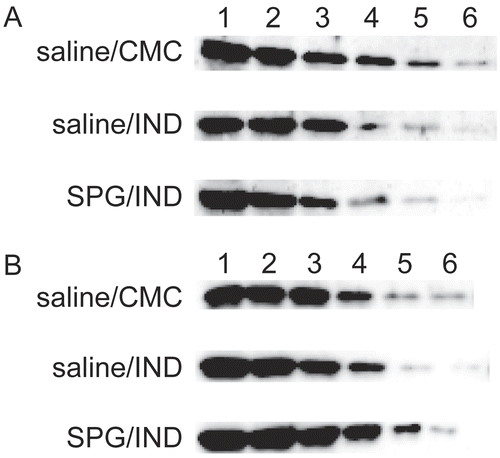 Figure 9.  CYP2E1 protein expression in liver microsomes from SPG/IND-administered mice. Five-week-old ICR mice (A) and 8-week-old C3H/HeJ mice (B) were administered SPG (100 μg/mouse) or saline IP on Days -5, -3, and -1, and indomethacin (IND, 5 mg/kg) per os from Day 0 to 2. On Day 2, liver microsomes were obtained and CYP2E1 protein expression was measured by Western blotting. Lane 1, 500 μg/ml; Lane 2, 250 μg/ml; Lane 3, 125 μg/ml; Lane 4, 62.5 μg/ml; Lane 5, 31.25 μg/ml; Lane 6, 15.625 μg/ml.