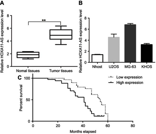 Figure 1 RT-PCR results of HOXA11-AS expression in OS tissues and cell lines. (A) The expression level of HOXA11-AS in tumor tissues and the adjacent tissues (**P<0.01, n=61); (B) HOXA11-AS expression level in OS cell lines and normal human osteoblasts (*P<0.05); (C) The Kaplan–Meier curves by HOXA11-AS expression levels. Patients with high HOXA11-AS expression had a poor overall survival compared to those patients with low HOXA11-AS expression (log-rank test; P=0.007) (n=61).