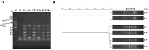 Figure 6 ERIC-PCR banding fingerprints of the KP strains (A). Lane M is the DNA molecular weight marker. The homology among the strains was calculated with the UPGMA clustering algorithm and illustrated as a dendrogram (B).
