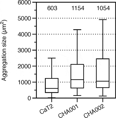 Figure 2. Aggregation size of CaT2, CHA001, and CHA002.