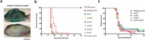 Figure 7. Virulence and immune protection of A. salmonicida mutants in lumpfish. A. Infected lumpfish showed furunculosis clinical signs compared to healthy fish. B. Lumpfish survival (%) after ip infection with 104 CFU/dose of A. salmonicida wild-type J223 and mutants. No significant difference was detected between PBS control, mutants ΔribA, ΔribB, ΔribE1, and ΔribA-ΔribE1. However, wild-type and mutants ΔribBA, ΔribE2, and ΔribN infected fish groups showed significantly (p < 0.0001) lower survival compared to PBS control and mutants ΔribA, ΔribB, ΔribE1, and ΔribA-ΔribE1 infected fish groups. C. Survival (%) of lumpfish survivors from attenuated mutants; ΔribA, ΔribB, ΔribE1, and ΔribA-ΔribE1 infected groups, after ip challenge with 103 CFU/dose of wild-type A. salmonicida. These mutants did not significantly differ in their survival rates from one another. Kaplan-Meier estimator and Log-rank test were used to obtain survival fractions after the infection and to compare survival curve trends, respectively.