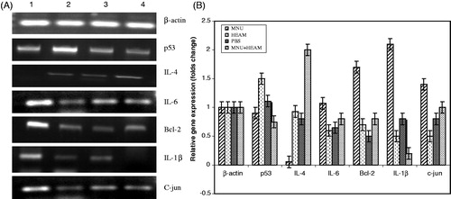 Figure 4. (A) Effect of HEAM on the mRNA level of tumor related genes (p53, Bcl-2), inflammatory (IL-1β, IL-6 and c-jun) and anti-inflammatory (IL-4) cytokines. Representative photographs of ethidium-bromide-stained 2% agarose gels for each gene after 7 months of treatment. (B) Expression of tumor-related genes (p53, Bcl-2), inflammatory (IL-1β, IL-6 and c-jun) and anti-inflammatory (IL-4) cytokines (quantified in terms of fold change according to densitometric analysis). Each experiment was repeated three times with similar results and results are expressed as means ± SE, p < 0.05. Lane 1: MNU, Lane 2: HEAM (100 mg/kg b.w.), Lane 3: Control (PBS), Lane 4: MNU + HEAM (100 mg/kg b.w.).