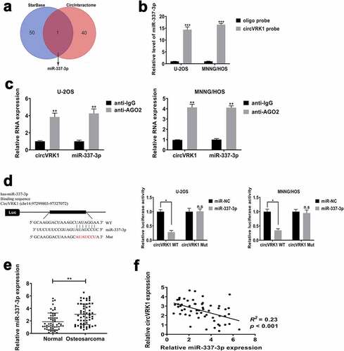 Figure 5. CircVRK1 served as a sponge for miR-337-3p in osteosarcoma cells