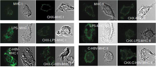 Figure 9. Co-localization of C-HBV and MHC class I & II-confocal microscopy.
