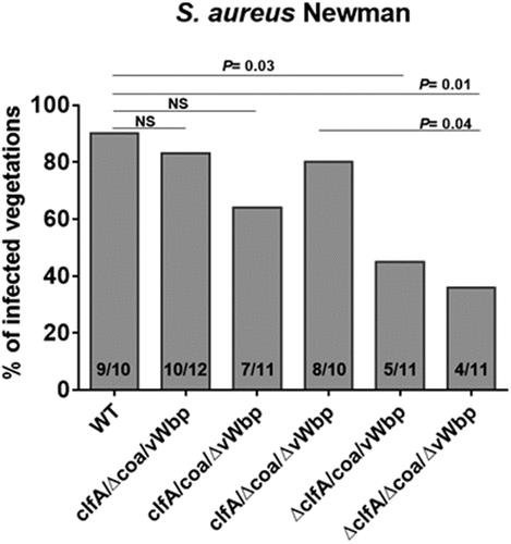 Figure 5. Neither coa nor vWbp significantly affects S. aureus Newman infectivity. Experimental endocarditis induced by inoculation of parent S. aureus Newman and isogenic mutant strains lacking coa, vwbp or clfA alone or in combination. Rats with catheter-induced aortic vegetations were challenged with 104 CFU of the indicated S. aureus Newman strains. The columns express the percentage of infected vegetations 24 h after bacterial challenge. The number of infected/total number of vegetations per group is indicated at the bottom of the columns. Statistical comparisons were determined by the Chi-square test. NS, not significant.