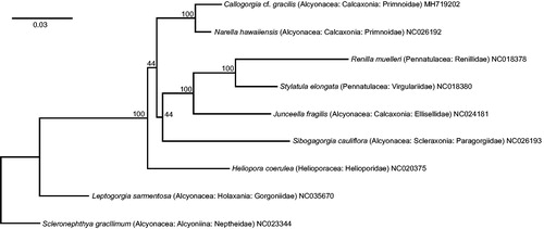 Figure 1. Maximum-likelihood, phylogenetic tree of the complete mitogenomes of Callogorgia cf. gracilis (this study) and eight representative octocorals (taxonomic position and GenBank accession numbers in tip labels). In Geneious R10.2.6, complete mitogenomes were aligned with default MUSCLE parameters; the resulting alignment was used to construct the phylogenetic tree in RAxML 8.2.11 with the following changes to the default settings: bootstrap replicates =1000, algorithm = rapid bootstrapping and search for best-scoring ML tree, outgroup = NC023344, nucleotide model = GTR CAT I. Bootstrap values are reported at the nodes. See figshare (DOI: 10.6084/m9.figshare.6998459) for extended methods.