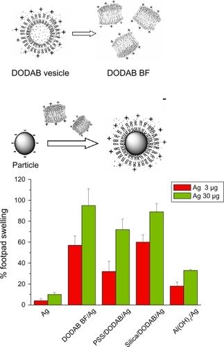 Figure 3 Superior performance of novel DODAB-based adjuvants inducing DTH in mice as compared to alum. The same antigen (Ag) carried by each adjuvant was used for immunization. Ag was carried by DODAB BF at 0.1 mM DODAB (DODAB BF/Ag) or by PSS/DODAB or silica/DODAB particles at 0.01 or 0.05 mM DODAB (PSS/DODAB/Ag or silica/DODAB/Ag), respectively, or by alum (Al(OH)Citation3/Ag). After immunization, elicitation of the swelling response was done by injecting Ag alone in the footpad so that % footpad swelling was measured in comparison to alum. Copyright © 2007, 2009 Elsevier. Adapted with permission from Lincopan N, Espíndola NM, Vaz AJ, Carmona-Ribeiro AM. Cationic supported lipid bilayers for antigen presentation. In. J Pharm. 2007;340:216–222. Lincopan N, Espíndola NM, Vaz AJ, et al. Novel immunoadjuvants based on cationic lipid: preparation, characterization and activity in vivo. Vaccine. 2009;27:5760–5771. Lincopan N, Santana MRA, Faquim-Mauro E, da Costa MHB, Carmona-Ribeiro AM. Silica-based cationic bilayers as immunoadjuvants. BMC Biotechnol. 2009;9:article 5.Abbreviations: DODAB, dioctadecyldimethylammonium bromide; PSS, polystyrene sulfate; DTH, delayed-type hypersensibility; BF, bilayer fragments.