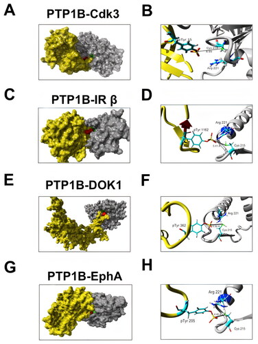 FIG 2 Predicted structure of PTP1B in complex with some of the putative substrates identified by SILAC-based phosphoproteomics. (A) Visualization of the complex of Cdk3 (yellow) and the catalytic domain of PTP1B (grey). The catalytic residue Cys215 of PTP1B and pTyr15 of Cdk are indicated in green and red, respectively. (B) Closer view of the PTP1B-Cdk3 interaction. The distance between pTyr15 of Cdk3 and Cys215 of PTP1B is indicated. (C) Visualization of the complex of IR β (yellow) and PTP1B (grey). The catalytic residue Cys215 indicated in green is close to IR β pTyr1146 indicated in red. (D) Closer view of the PTP1B-IR β interaction. The distance between Cdk3 pTyr1146 and PTP1B Cys215 is indicated. (E) Visualization of the complex of DOK1 (yellow) and PTP1B (grey). The catalytic residue Cys215 indicated in green is close to DOK1 pTyr362 indicated in red. (F) Closer view of the PTP1B-DOK1 interaction. The distance between DOK1 pTyr362 and PTP1B Cys215 is indicated.(G) Visualization of the complex of EphA (yellow) and PTP1B (gray). The catalytic residue Cys215 indicated in green is close to EphA pTyr205 indicated in red. (F) Closer view of the PTP1B-EphA interaction. The distance between EphA pTyr205 and PTP1B Cys215 is indicated.