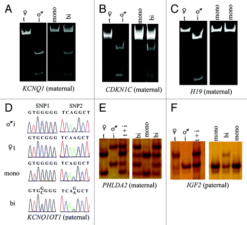 Figure 2. Example of assays used to determine allelic expression in tissues from B. t. indicus × B. t. taurus F1 hybrid conceptuses. Shown are examples of allelic determination by RT-PCR followed by RFLP and PAGE (A-C), Sanger sequencing (D) or SSCP analysis (E-F). The left portion of the panels (A-C, E and F) shows the band pattern of B. t. taurus and B. t. indicus control tissues (liver) which was used as reference to determine parental expression of imprinted gene in tissues from B. t. indicus × B. t. taurus F1 hybrids. The right portion of the panels shows examples of monoallelic and biallelic expression of several imprinted genes in ~d105 conceptus. (D) is an example of the Sanger sequencing allelic assay for KCNQ1OT1, a paternally-expressed gene. Two SNPs were used in this assay; double peaks demonstrate biallelic expression. The contribution of each parental allele to the total expression was determined by the use of Image J (NIH). Only samples with at least 10% expression from the repressed allele were considered to be biallelically-expressed. T, B. t. taurus; i, B. t. indicus; mono, monoallelic; bi, biallelic; SNP, single nucleotide polymorphism; RFLP, restriction fragment length polymorphism; SSCP, single strand conformation polymorphism; PAGE, polyacrylamide gel electrophoresis.