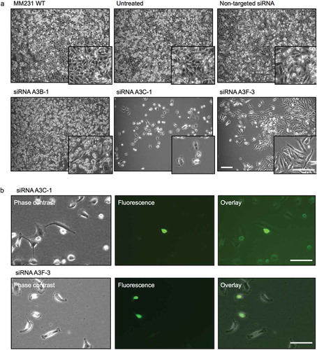 Figure 6. L1-EGFP retrotransposition after knockdown of APOBEC3 genes. (a) Images of MM231 cells co-cultured with L1-EGFP cells after siRNA-mediated knockdown of APOBEC3 genes. (b) EGFP expression in A3C-1 and A3F-3 siRNA transfected cells co-cultured with L1-EGFP cells for 21 days. All scale bars represent 100 µm. N = 3 wells in 6-well plate.