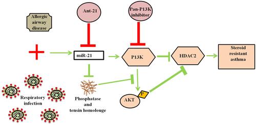Figure 2 Mitigation in the SSR asthma by modulating the miR-21/PTEN/PI3K/HDAC2 signaling suggesting the significant role of miR-21. Ant-21 and a pan-PI3K inhibitor LY294002 treatment mitigated the activity of PI3K and retrieved HDAC2 levels subsequently impaired the airway hyperresponsiveness and enhanced the steroid sensitivity to allergic airway disease.