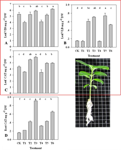 Figure 2. Alkaloid content in leaves or roots of C. roseus plants during 10 days of treatment. A, vindoline content in leaves; B, vinblastine content in leaves; C, catharanthine content in leaves; D, catharanthine content in root. CK-control; T1-10 mM KNO3; T2-80 mM KNO3; T3-100 mM KNO3; T4-5 mM K2SO4; T5-40 mM K2SO4; T6-50 mM K2SO4.
