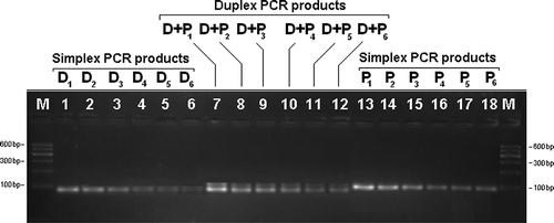 Figure 3 Gel electrophoresis of simplex and duplex PCR products from reference dilutions. M: 600 bp ladder (Qiagen, Gelplot 100, Germany). Lanes D1–D6: Donkey (100, 10, 1, 0.1, 0.01, and 0.001%). Lanes (D + P1)–(D + P6): Donkey–Pork binary mixtures (100, 10, 1, 0.1, 0.01, and 0.001%). Lanes P1–P6: Pork (100, 10, 1, 0.1, 0.01, and 0.001%).