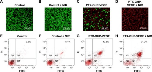 Figure 9 Apoptosis detection.Notes: (A–D) The calcium AM/PI dual staining images of SW-13 cells after treatment by PBS, PBS + NIR, PTX-GHP-VEGF, and PTX-GHP-VEGF + NIR, respectively. (E–H) Flow cytometry analysis of SW-13 cells treated by PBS, PBS + NIR, PTX-GHP-VEGF, and PTX-GHP-VEGF + NIR, respectively.Abbreviations: PTX, paclitaxel; VEGF, vascular endothelial growth factor; NIR, near infrared; PBS, phosphate-buffered saline; PI, propidium iodide; FITC, fluorescein isothiocyanate; GHP, GO-HSA-PEG.