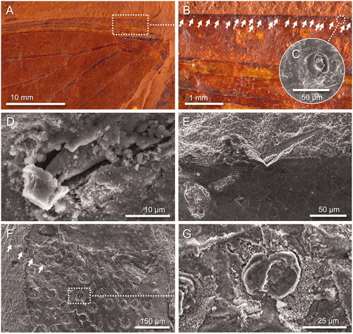 Figure 4. Setae. A–C, Forewing of Tithopsaltria titan sp. nov. (F.147103). A, Overview. B, Position and density of setae on the leading edge of the wing (ca 5 setae/mm). C, SEM image showing the base of a seta. D, Seta spine protruding from the leading edge of the forewing of Burbungoides gulgongensis sp. nov. (F.147105, counterpart). E, Seta base on the leading edge of the forewing of Laopsaltria ferruginosa sp. nov. (F.147104; counterpart). F, G, Leg of possible Tithopsaltria titan sp. nov. (F.147106; identity uncertain; although the specimen is well preserved only parts of the wing base and of a leg are present, but these closely match T. titan) with numerous preserved setal bases; the arrows in F point along the length of a seta that has part of its spine exposed.