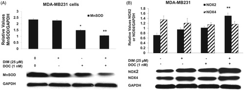 Figure 5. The combination of DIM and DOC decreased MnSOD and increased NOX2 protein expression. MDA-MB231 cells were treated for 48 h with 25 µM DIM with or without 1 nM DOC. Cell proteins were detected by Western blot with antibodies to (A) MnSOD, (B) NOX2, and NOX4. Blots were stripped and reprobed with antibody to GAPDH to verify equal loading. Blots were quantified by Image J and normalized to GAPDH. Bars represent mean scanning units ± SE of three different experiments. p Values were determined using ANOVA (*, p < 0.05 vs. control and 25 µM DIM alone; **, p < 0.01 vs. control, 25 µM DIM alone, and DOC alone).
