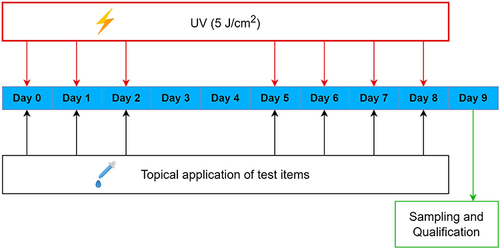 Figure 2 Graphical scheme of treatment regimen.