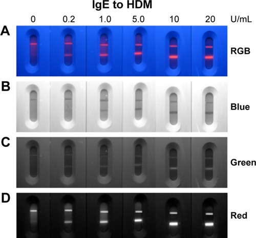 Figure 3 RGB color fluorescent images for the detection of a serial dilution of sera human IgE to HDM for 0, 0.2, 1.0, 5.0, 10 and 20 U/mL (A).Notes: The blue (B), green (C) and red (D) channel images by splitting the RGB color images.Abbreviation: HDM, house dust mite.