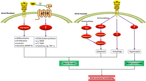 Figure 1. Schematic showing the mechanisms of atrial structural remodeling resulting from TNF-α. On the one hand, TNF-α can enhance the density of AT1R and then promote the profibrotic roles of angiotensin II. Additionally, TNF-α exerts the profibrotic effects on atrial fibroblasts by binding to TNFR1 and activating the P38 MAPK signaling pathway. On the other hand, TNF-α can promote atrial myocyte apoptosis by activating the extrinsic (caspase-8) and intrinsic apoptotic pathways (bax and caspase-9), leading to caspase-3 activation, although it is still not fully understood how TNF-α can induce autophagy as well as hypertrophy of atrial myocytes and thereby cause atrial fibrosis and hypertrophy. Ang-II = angiotensin II; AT1R = angiotensin II type 1 receptor; ECM = extracellular matrix; FADD = FAS-associated death domain protein; MAPK = mitogen-activated protein kinase; MMPs = matrix metalloproteinases; TIMPs = tissue inhibitor of matrix metalloproteinases.