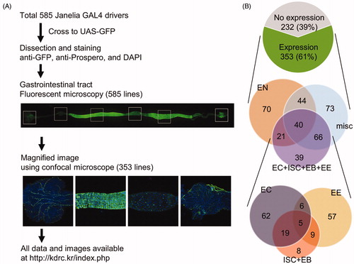 Figure 1. Overview of experimental strategy and outcome of a search for GAL4 drivers expressed in the gastrointestinal tract. (A) The flowchart to identify GAL4 lines that are expressed in the gut. Fluorescent images of GAL4 expression in the gut are annotated and available at the Korea Drosophila Resource Center (KDRC) website (http://kdrc.kr/index.php.. ). (B) The number of GAL4 drivers that are expressed in each cell type in the gastrointestinal tract are indicated. The size of the circle in the diagram reflects the relative number of GAL4 lines. EN, enteric neuron; EC, enterocyte; ISC, intestinal stem cell; EB, enteroblast; EE, enteroendocrine cell; misc, miscellaneous cell.